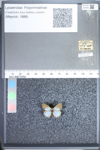 Media type: image;   Entomology 65888
